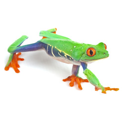 red eyed tree frog  treefrog treefrog