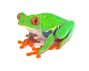 Fototapeta premium red eyed tree frog