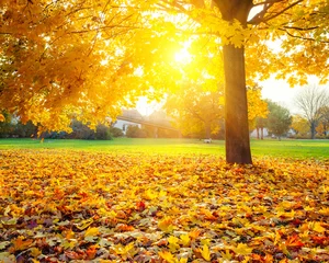 Fototapeten Sonniges Herbstlaub © sborisov