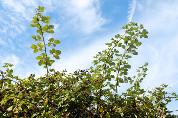 Fototapeta premium Reife und unreife Brombeeren