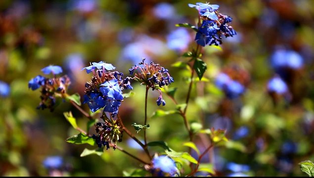 Blue flower on blured background