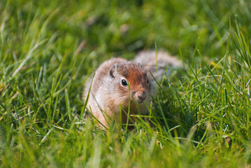 Columbian Ground Squirrel (Urocitellus columbianus) in the grass