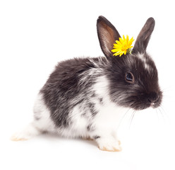 Rabbit isolated on a white background