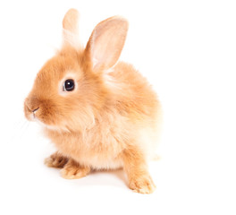 Rabbit isolated on a white background