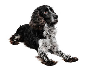 Russian spaniel dog in studio