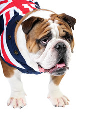 English Bulldog in studio