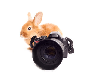 Rabbit and camera isolated on a white background