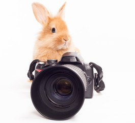 Rabbit photographer.