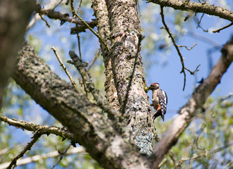 Great Spotted Woodpecker Dendrocopos major