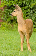 Young Roe deer