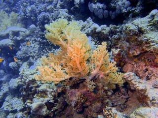 Fototapeta na wymiar Soft coral, Red sea, Dahab