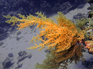 Soft coral, Red sea, Dahab