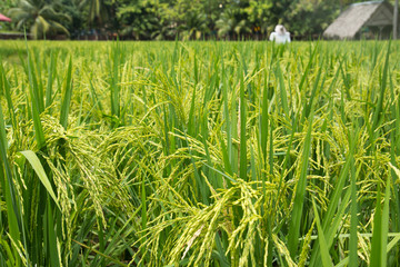 Padi field