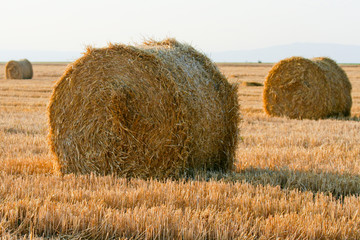 Hay field