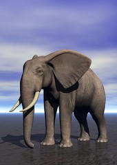 Fototapeta na wymiar słoń