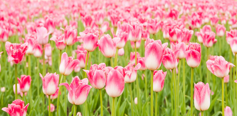 Obraz premium beautiful tulips field in spring time