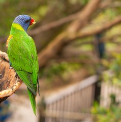 Australian rainbow lorikeet eating fruits