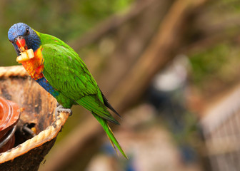 Australian rainbow lorikeet eating fruits