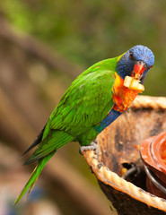Australian rainbow lorikeet eating fruits