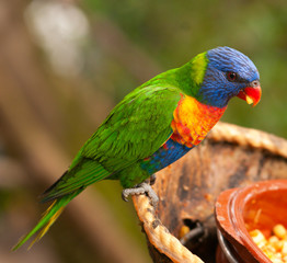 Australian rainbow lorikeet eating fruits