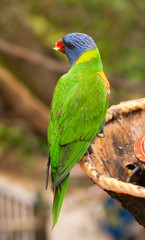 Australian rainbow lorikeet eating fruits