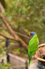 Australian rainbow lorikeet eating fruits