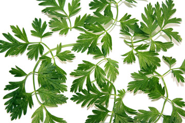 Natural patterns - green fairy tale