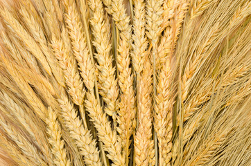 ear of wheat