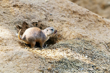 Black-tailed prairie dog