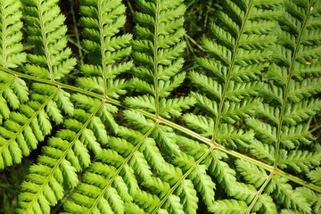 Helecho, naturaleza, macro