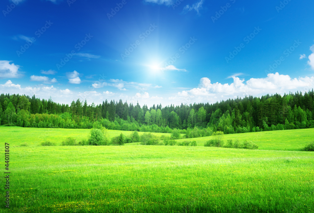 Canvas Prints field of grass and perfect sky