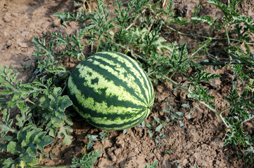 Plant watermelon, close up