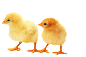 two yellow little chickens isolated on the white