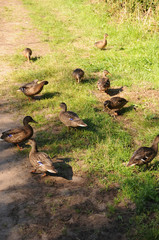 canards