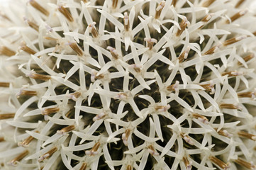 Echinops flowers