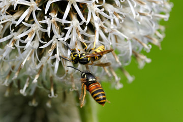 Wasps on Echinops flower