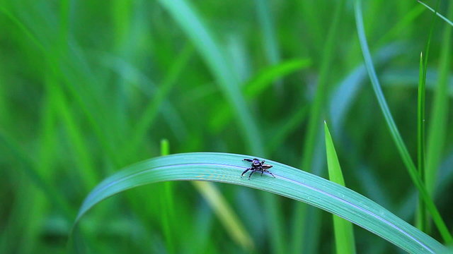 "Black Spider" Images – Browse 1,072 Stock Photos, Vectors, and Video ...