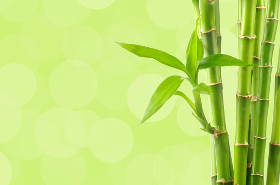 Bamboo background © oly5