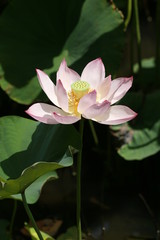 lotus flower