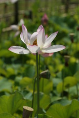 lotus flower