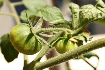 Tomato plant