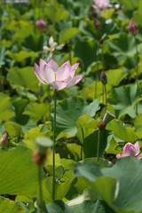 lotus flower