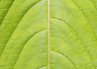 Leaf