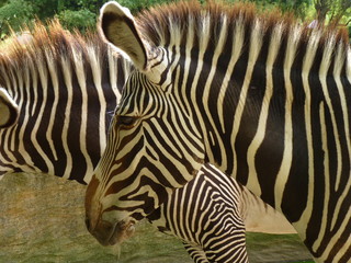 zebre