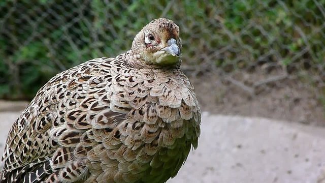 pheasant hen 2