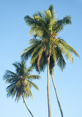 Fototapeta na wymiar Palm trees against a beautiful clear sky