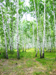 Obraz premium birch forest