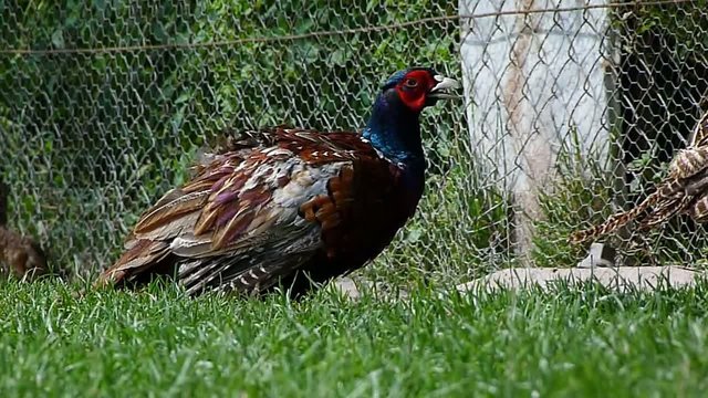pheasant