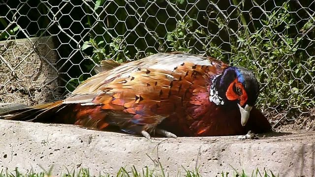 pheasant cock