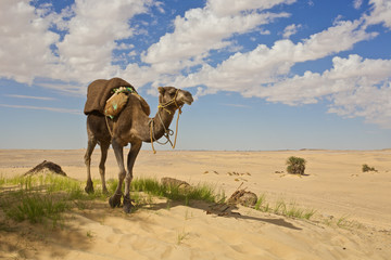 Camel in the Sahara